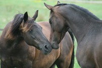 Arrivée de Track au Ranch